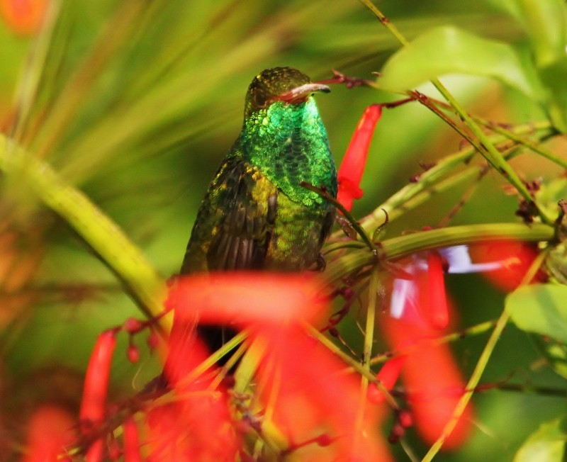Rufous-tailed Hummingbird - ML205458881