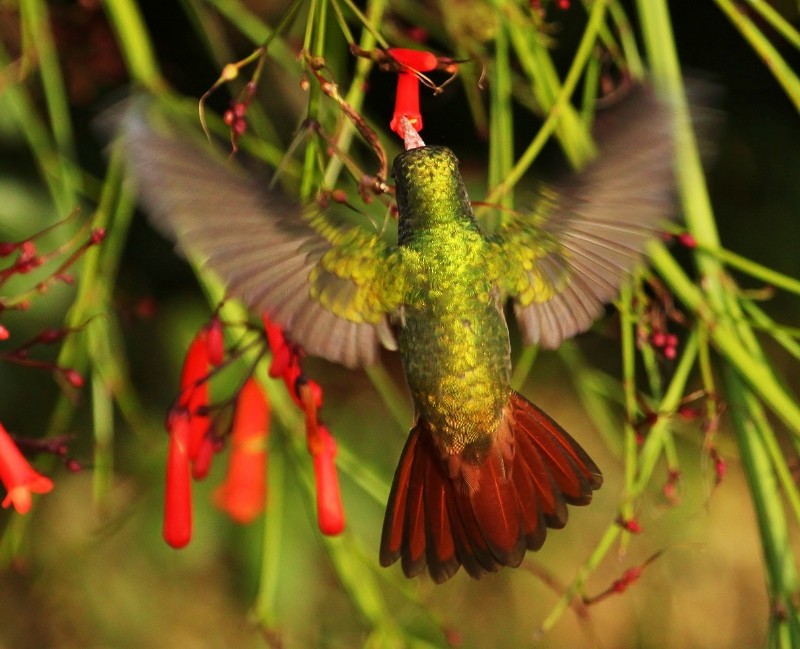 Rufous-tailed Hummingbird - ML205458891