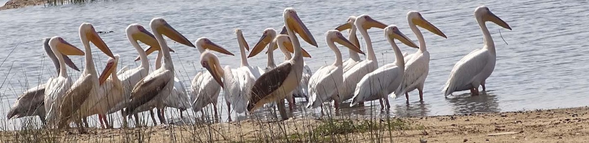 Great White Pelican - shantilal  Varu