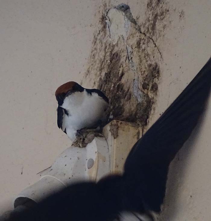 Wire-tailed Swallow - ML205460131