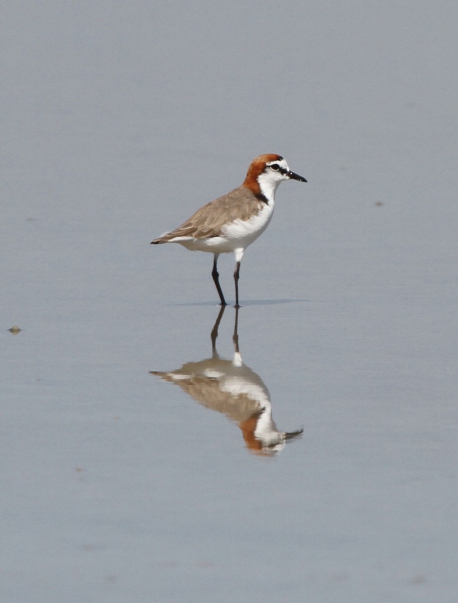 Red-capped Plover - Colin Trainor