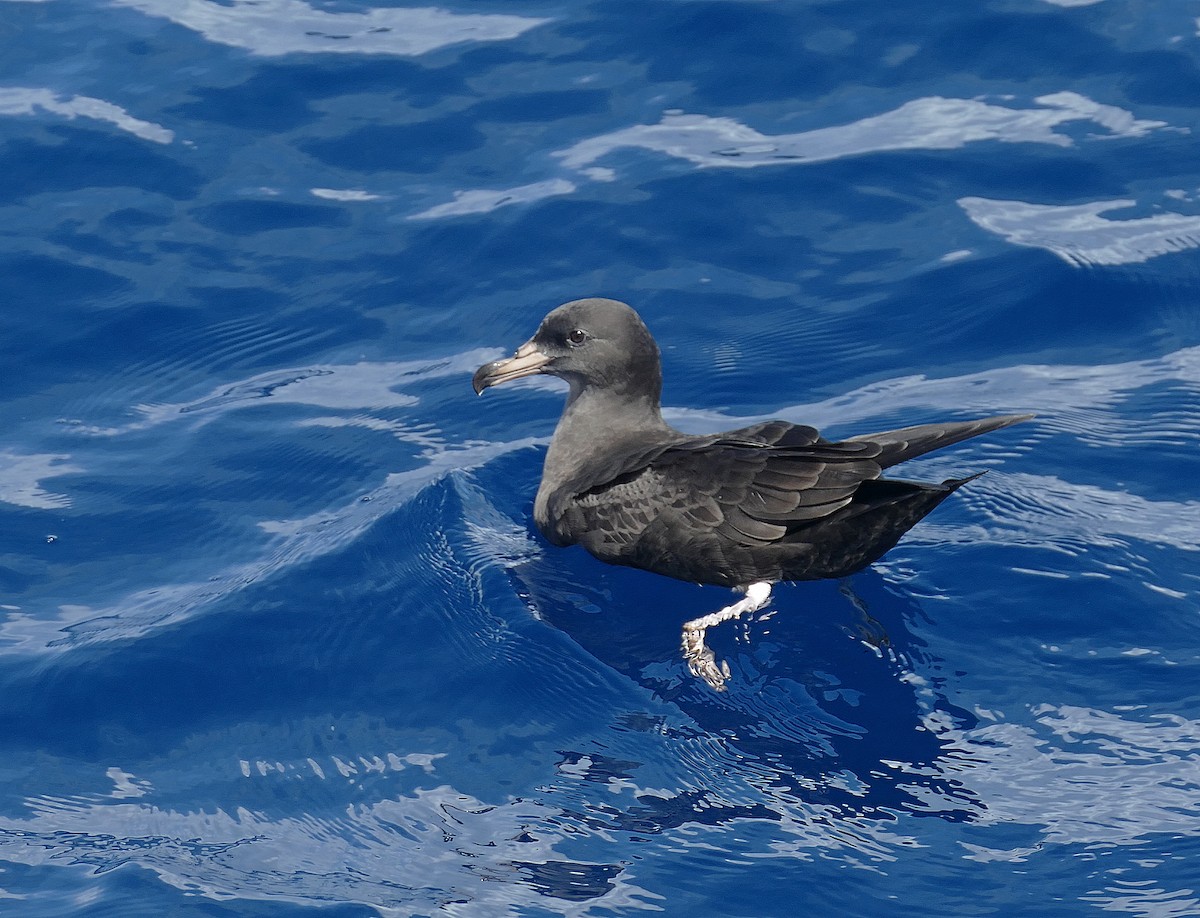 Flesh-footed Shearwater - ML205460871