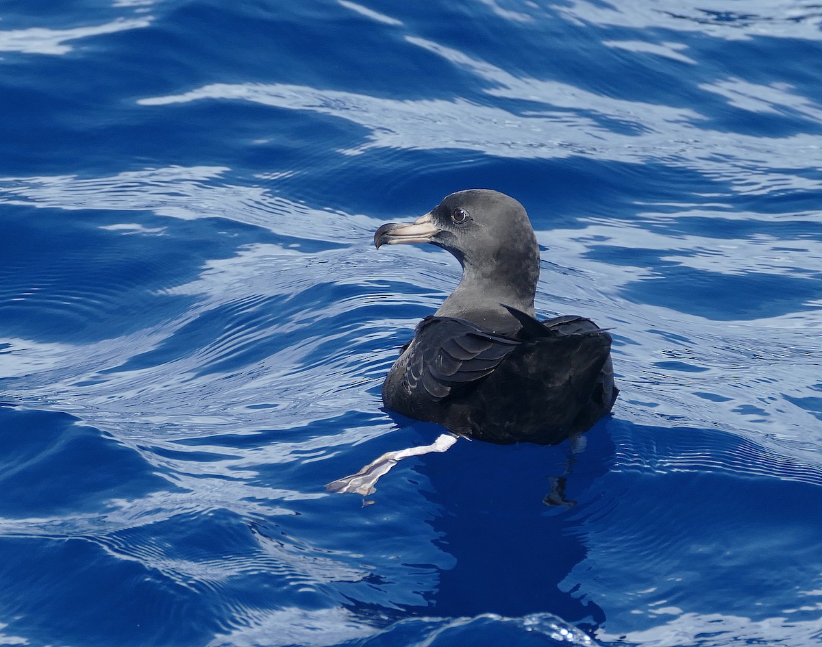 Flesh-footed Shearwater - Jens Thalund
