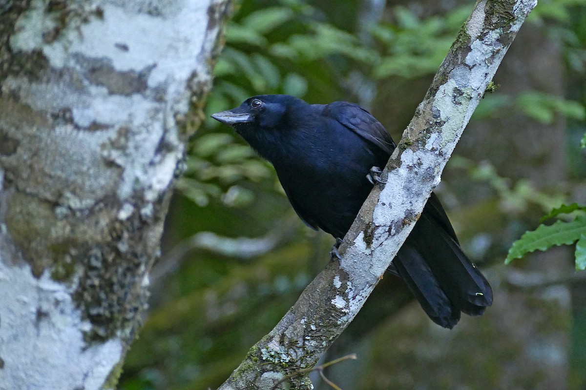 New Caledonian Crow - ML205461411