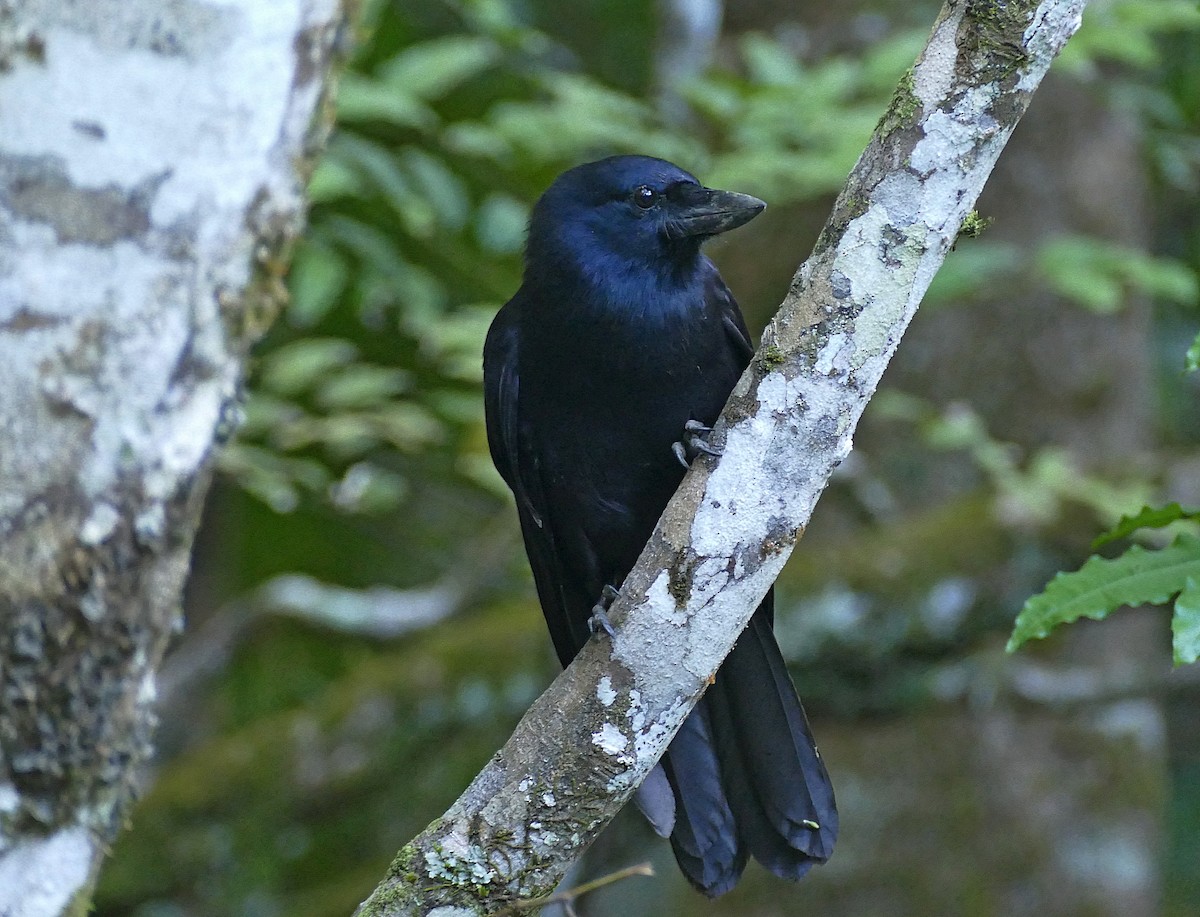 New Caledonian Crow - ML205461421