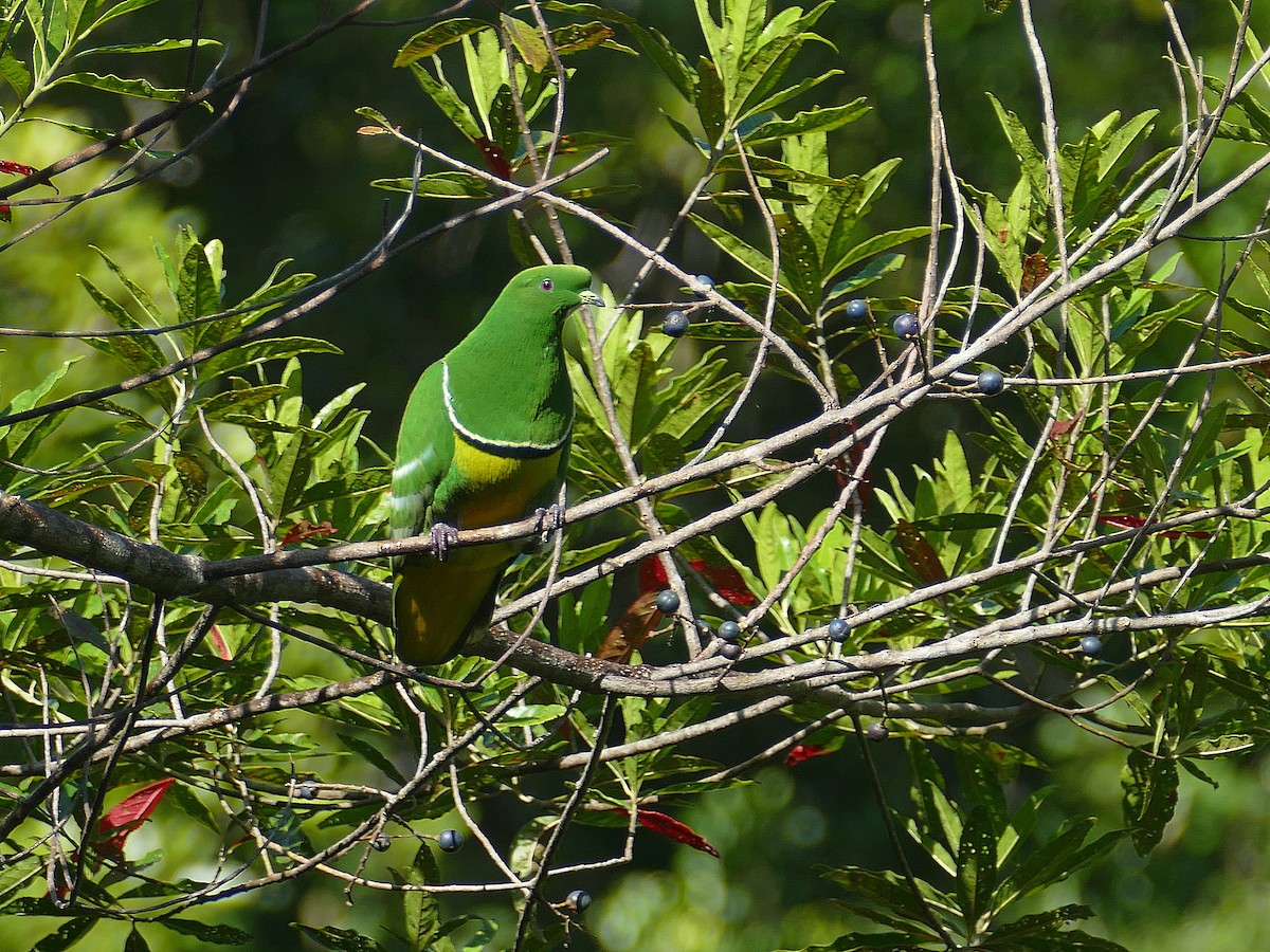 Cloven-feathered Dove - ML205461451