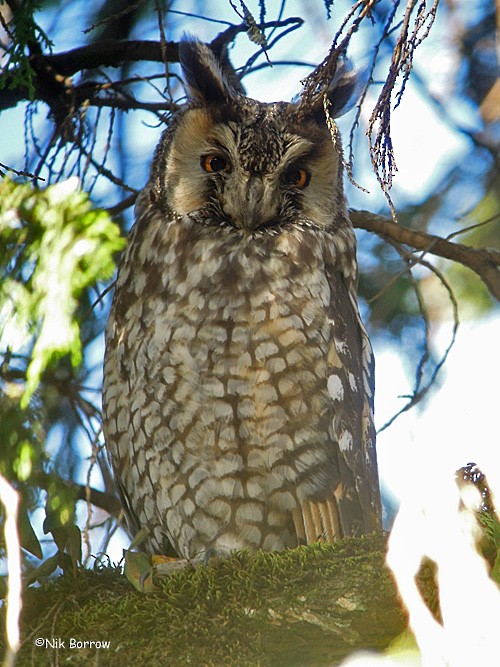 Abyssinian Owl - Nik Borrow