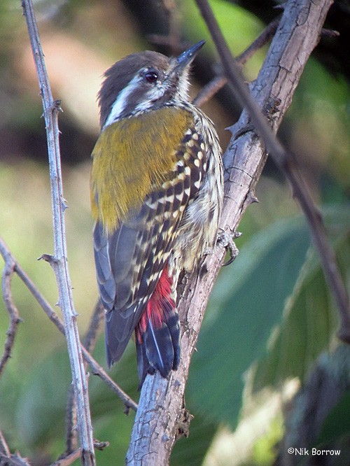 Abyssinian Woodpecker - Nik Borrow