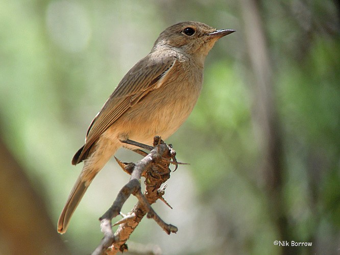 Brown-tailed Chat (Brown-tailed) - ML205461631