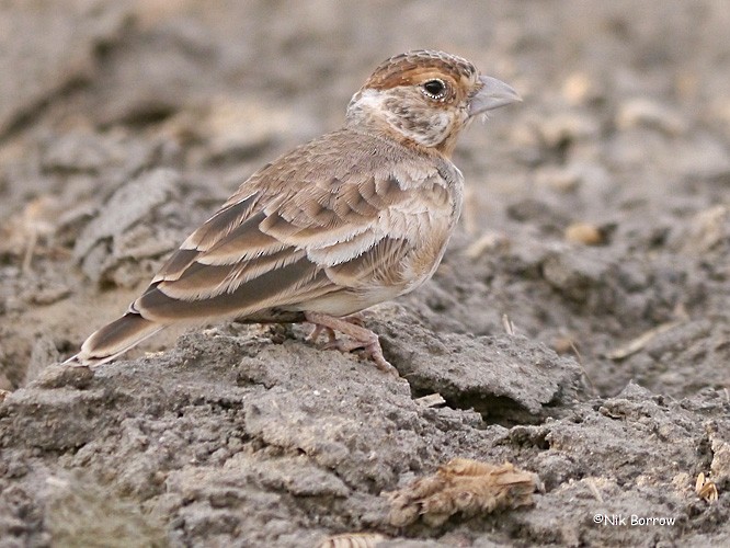Chestnut-headed Sparrow-Lark - Nik Borrow