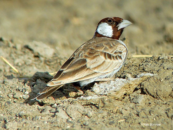 Chestnut-headed Sparrow-Lark - ML205461651