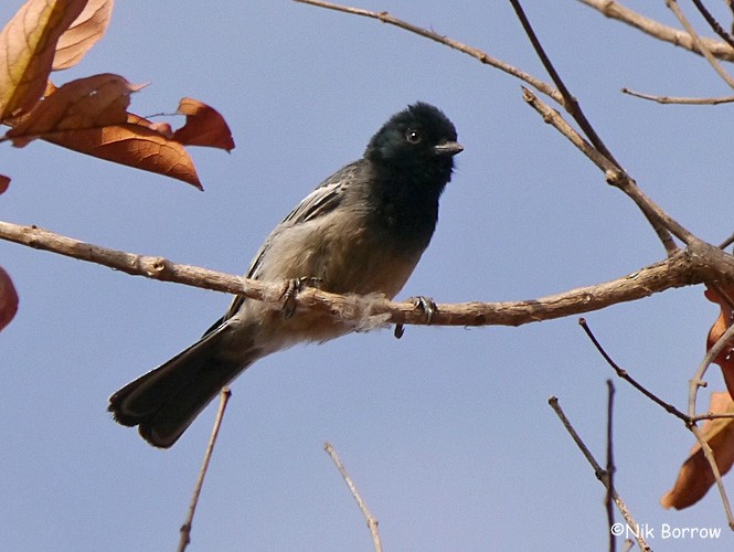 Rufous-bellied Tit (Cinnamon-breasted) - eBird