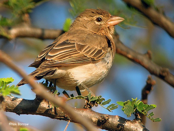 Yellow-spotted Bush Sparrow - Nik Borrow