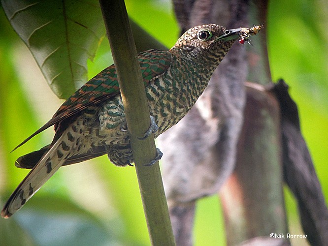 African Emerald Cuckoo - ML205462091