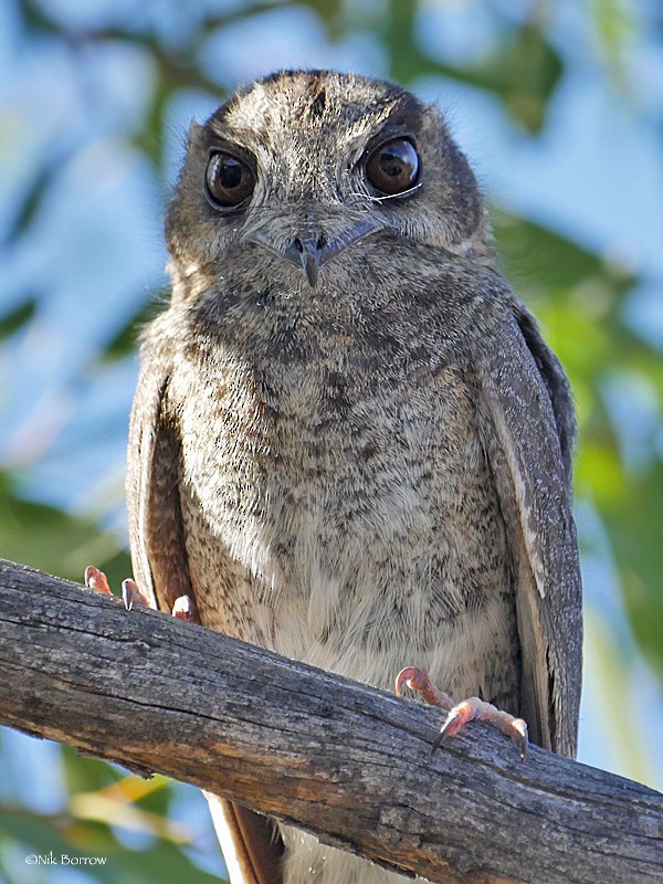 Australian Owlet-nightjar - ML205462351