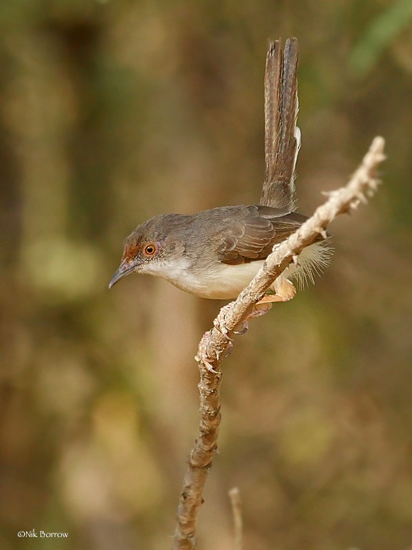 Red-fronted Prinia (Red-fronted) - Nik Borrow