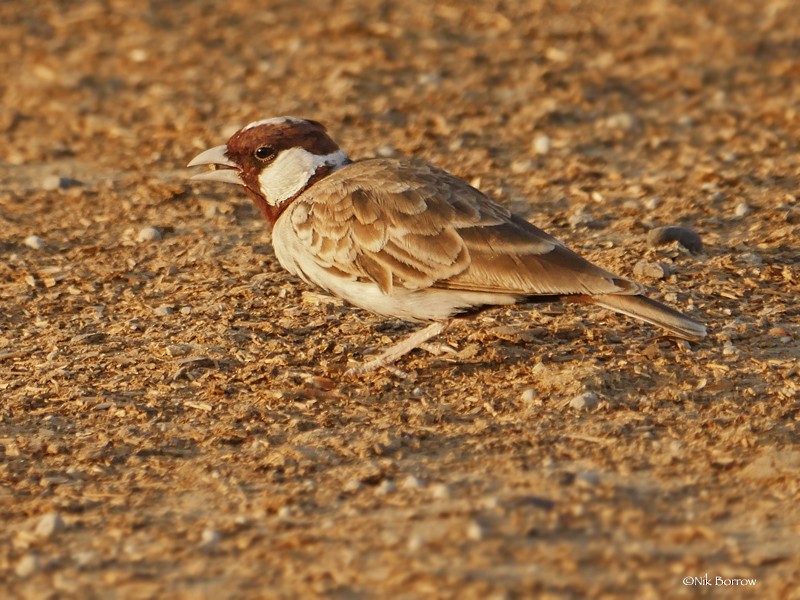 Chestnut-headed Sparrow-Lark - ML205462461