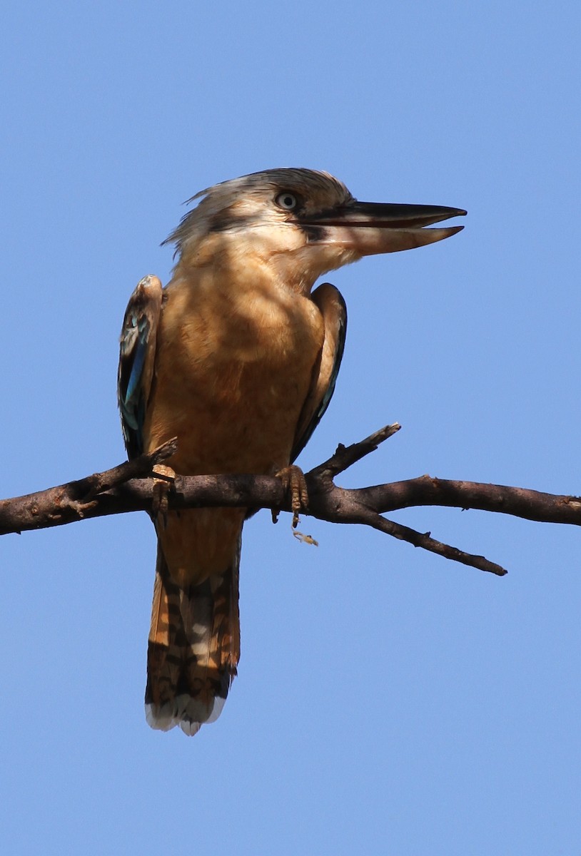 Blue-winged Kookaburra - Colin Trainor