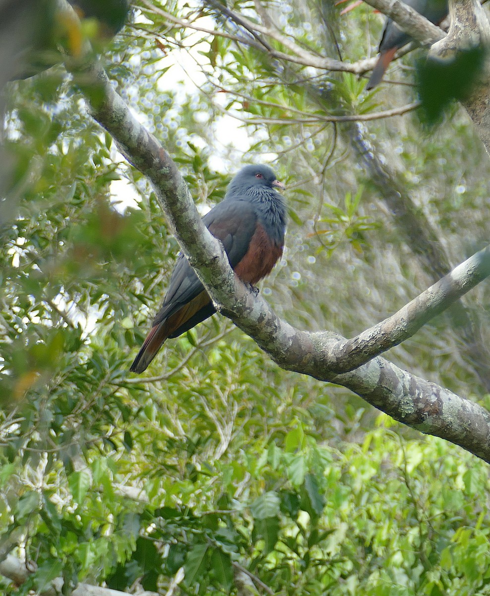 New Caledonian Imperial-Pigeon - ML205463021