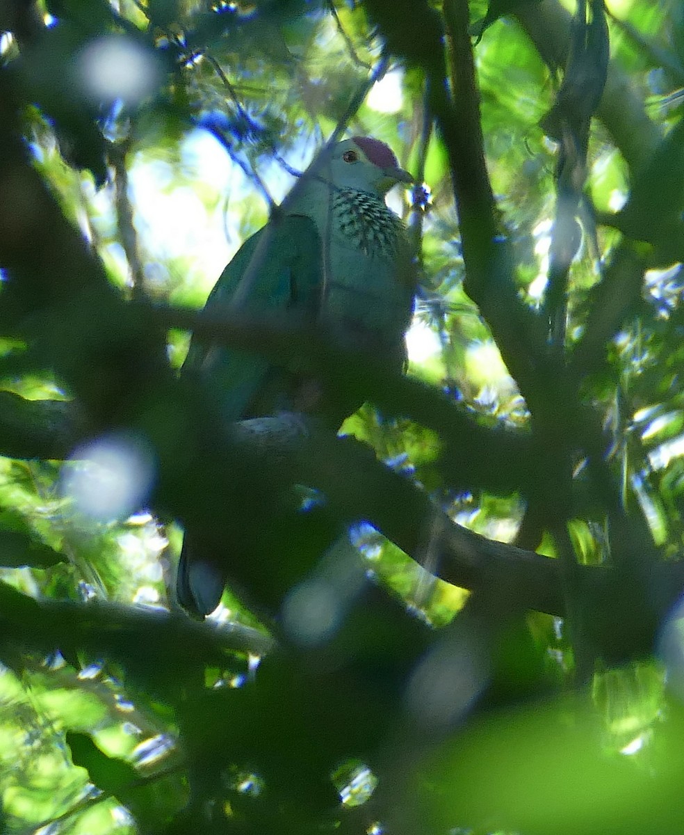 Red-bellied Fruit-Dove - ML205463061