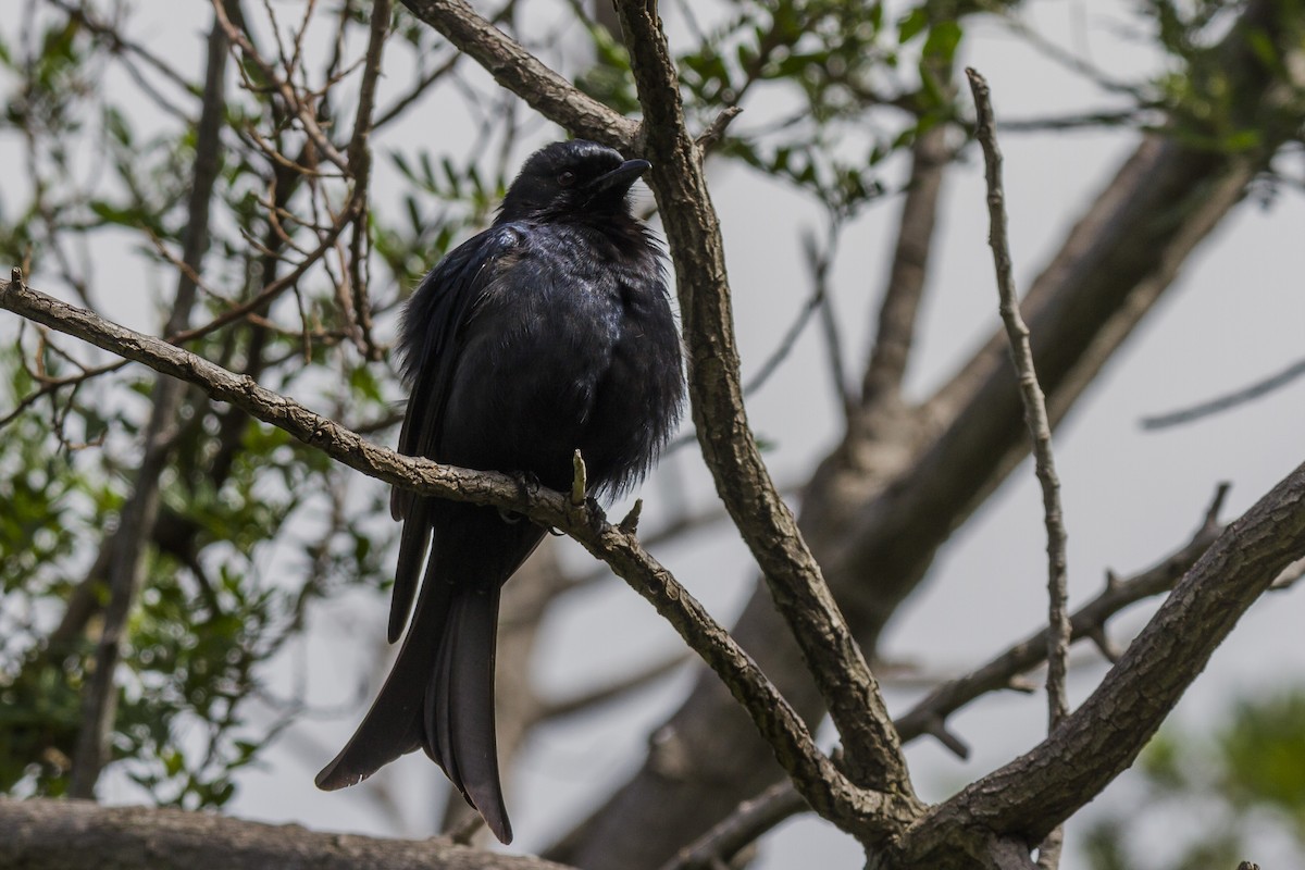 Fork-tailed Drongo - ML20546321