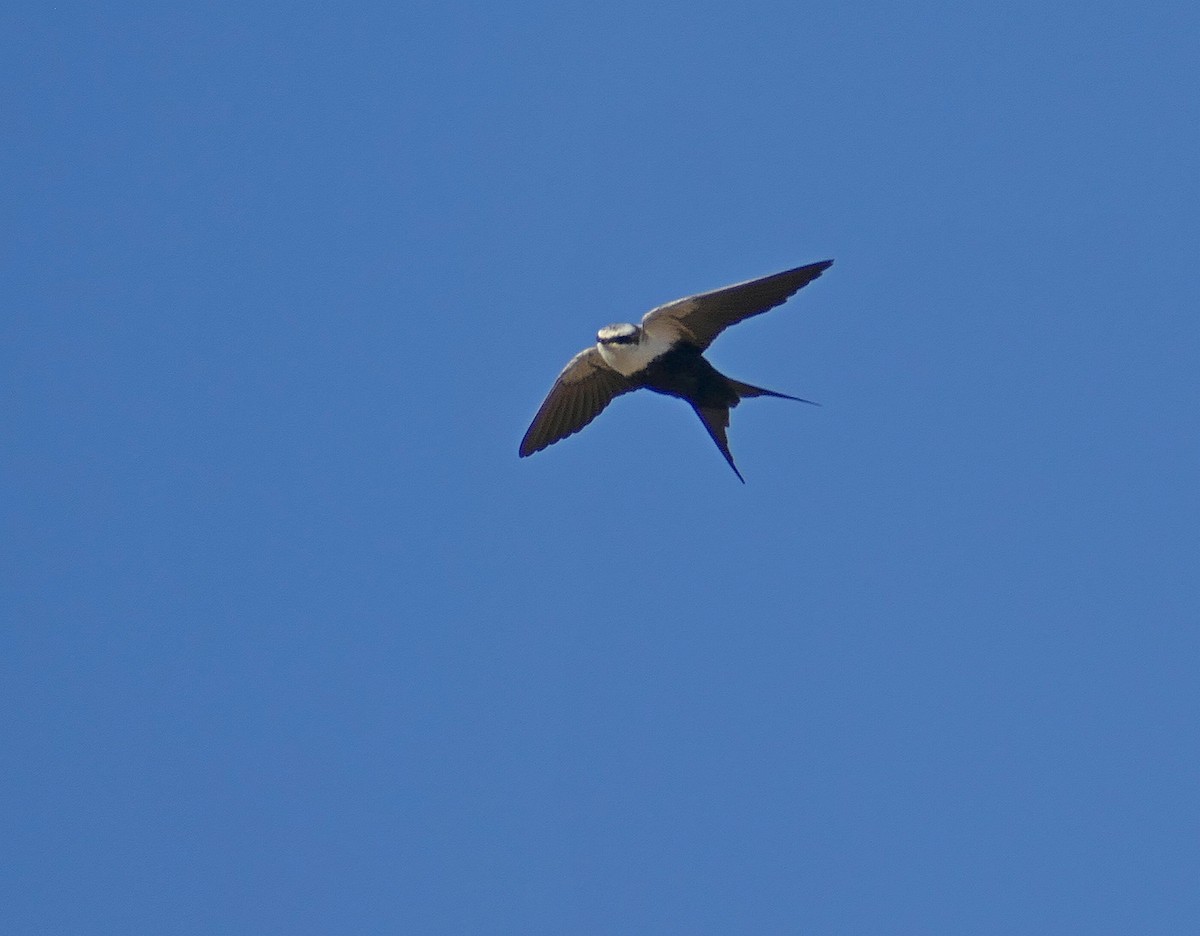 White-backed Swallow - ML205463541