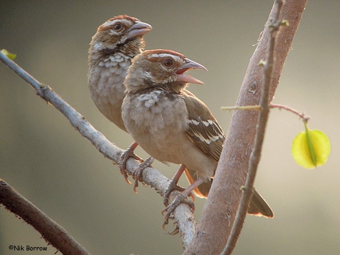Chestnut-crowned Sparrow-Weaver - Nik Borrow