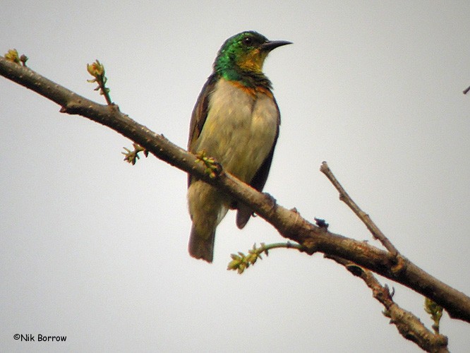 Green Sunbird (Gray-throated) - Nik Borrow