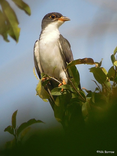 Thick-billed Cuckoo (African) - Nik Borrow