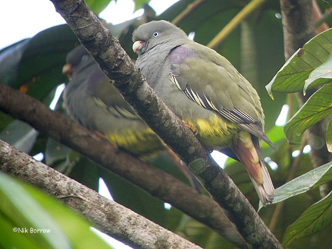 Sao Tome Green-Pigeon - ML205464141
