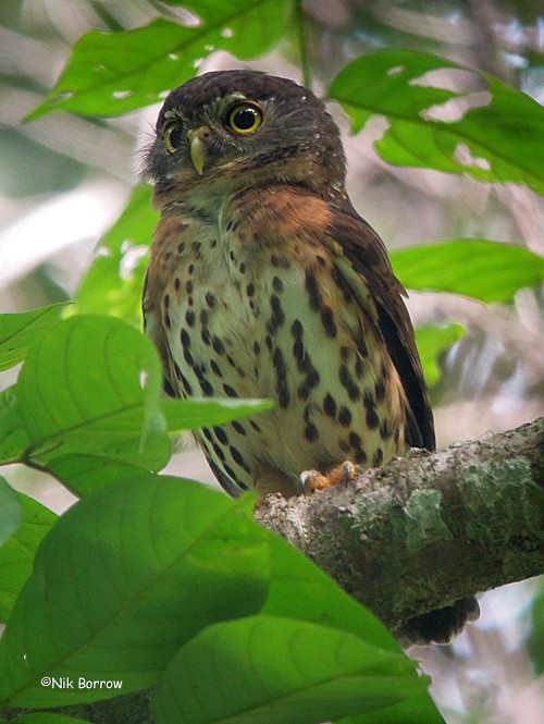 Red-chested Owlet (Pycraft's) - Nik Borrow