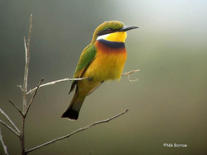 Blue-breasted Bee-eater - ML205464231