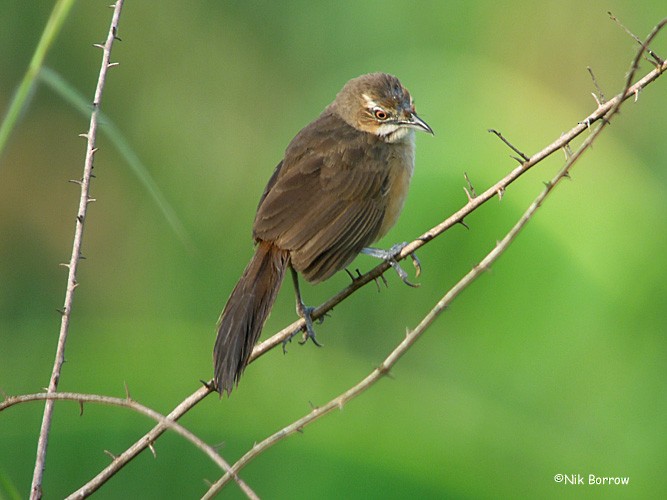 Moustached Grass-Warbler - ML205464321