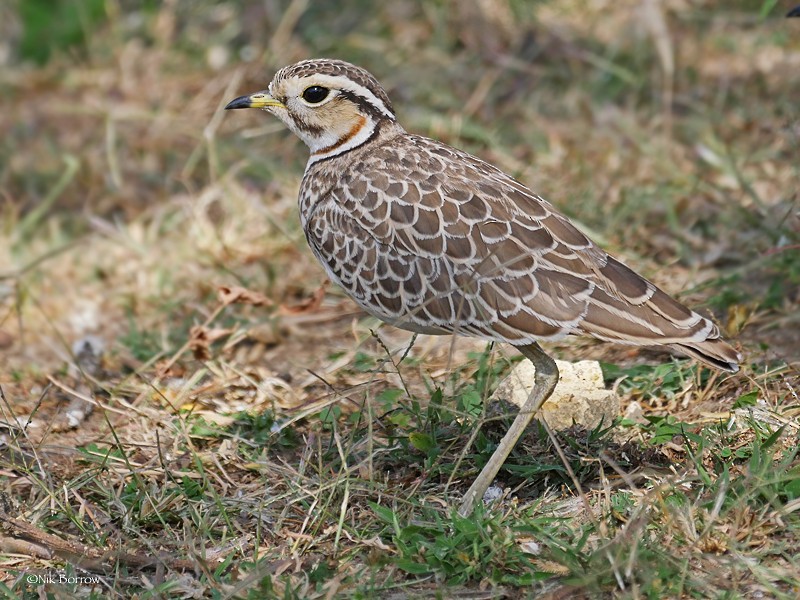 Three-banded Courser - ML205464331