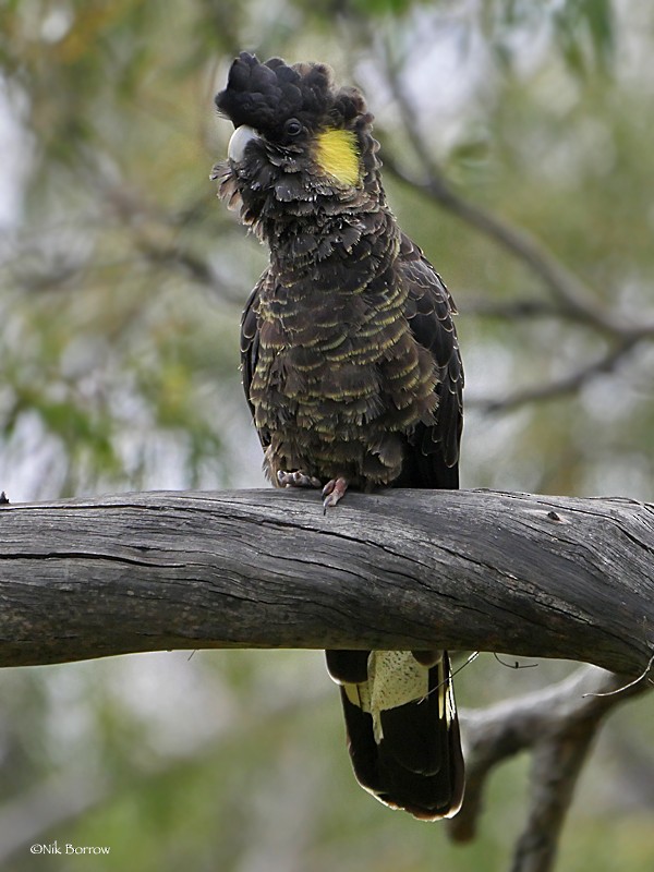 Yellow-tailed Black-Cockatoo - Nik Borrow