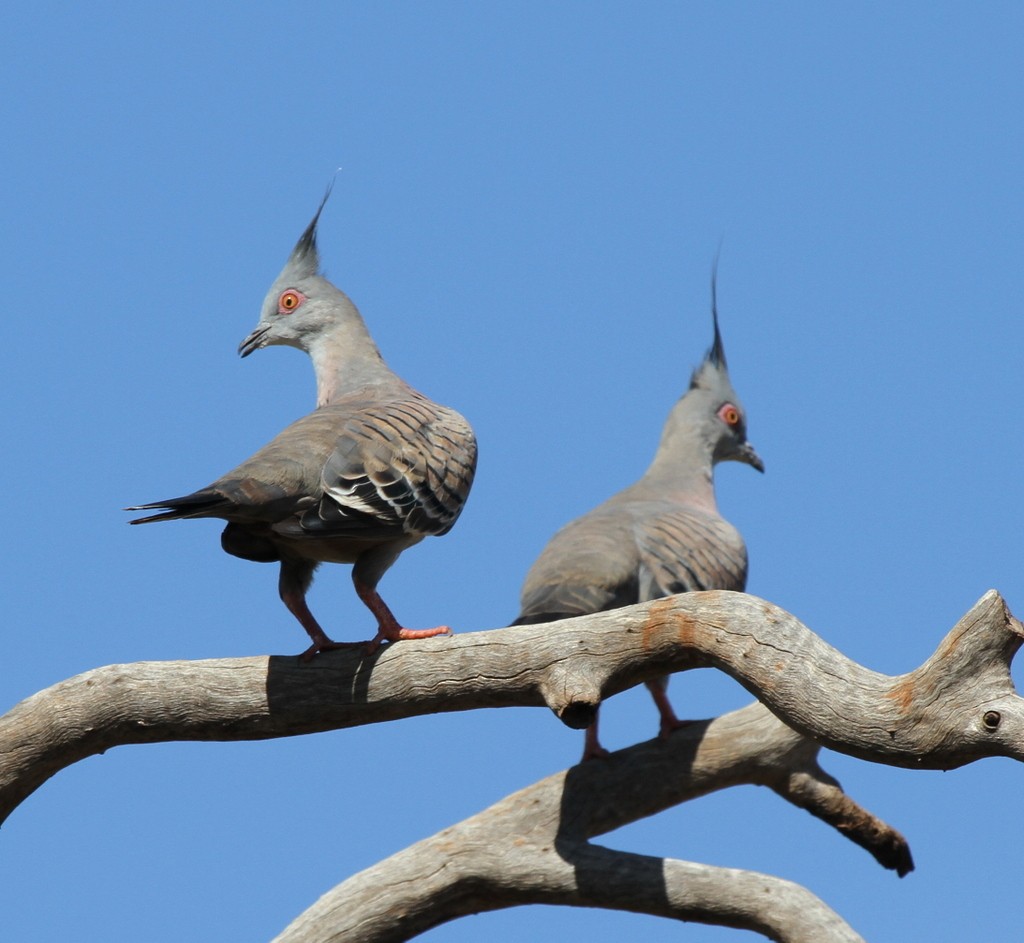 Crested Pigeon - ML205464931