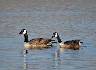 Canada Goose (canadensis Group), ML205465531