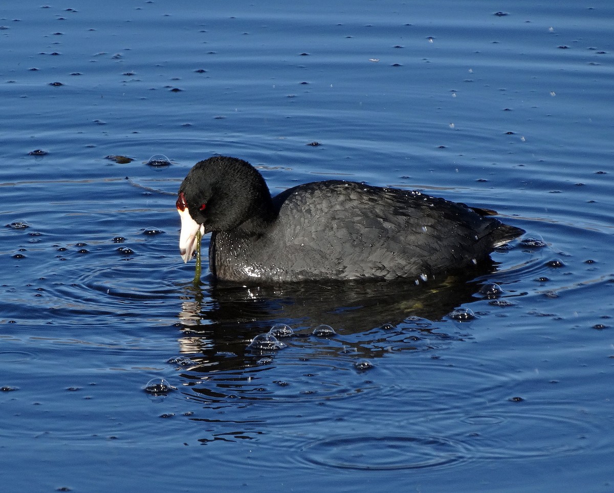 American Coot - Jens Thalund
