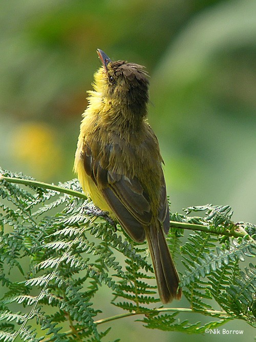 African Yellow-Warbler - Nik Borrow