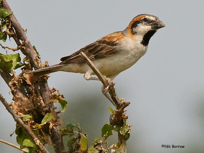 Shelley's Rufous Sparrow - Nik Borrow