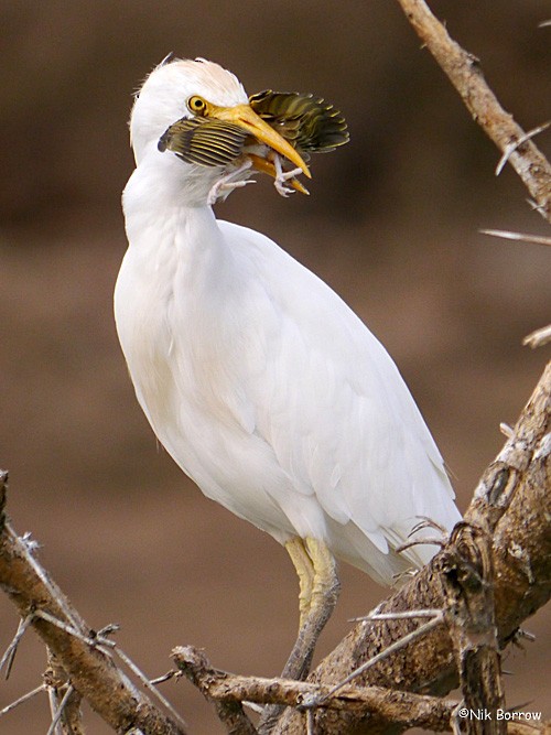 Western Cattle Egret - Nik Borrow
