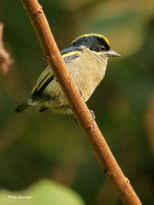 Western Tinkerbird (Eastern) - Nik Borrow