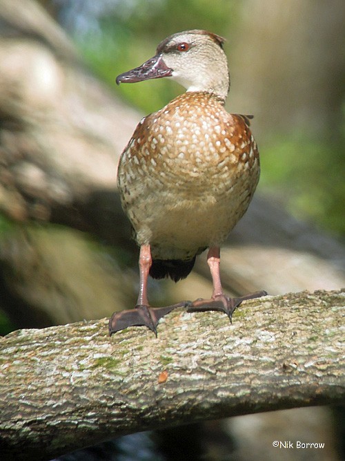 Spotted Whistling-Duck - Nik Borrow