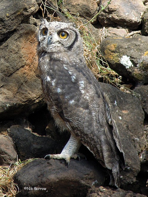 Spotted Eagle-Owl - Nik Borrow