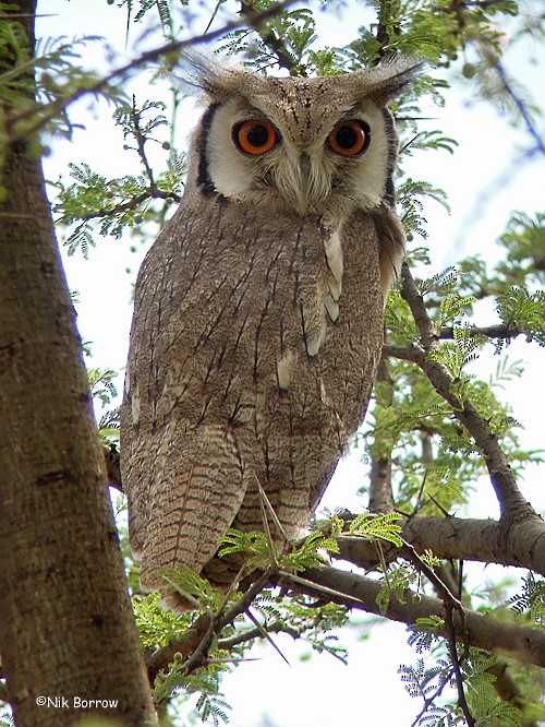 Northern White-faced Owl - ML205466551