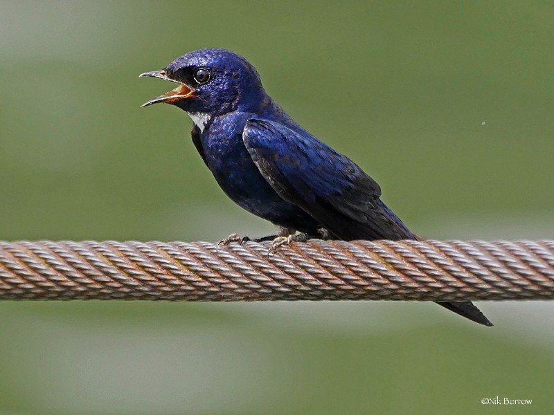 White-throated Blue Swallow - Nik Borrow