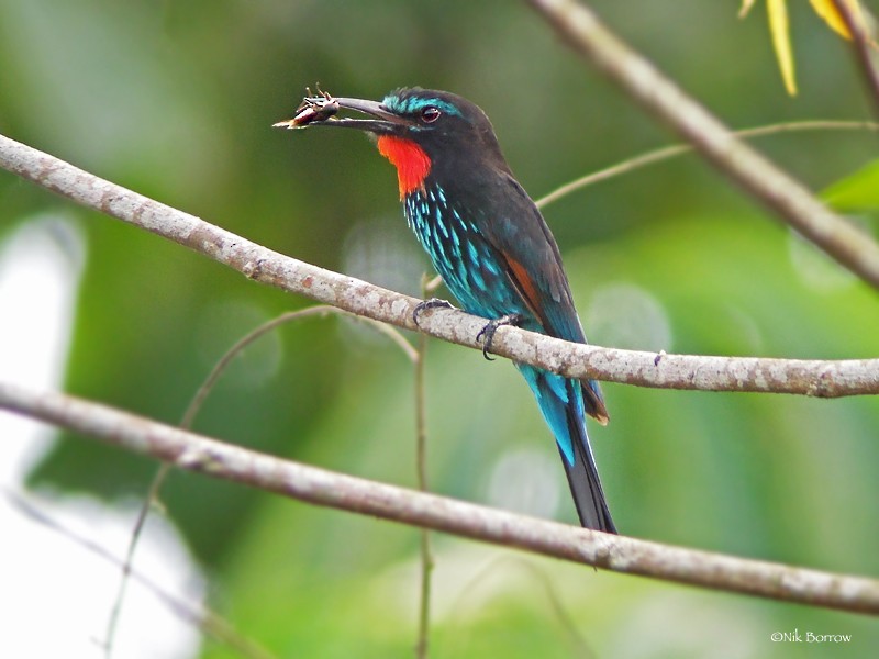 Black Bee-eater - Nik Borrow
