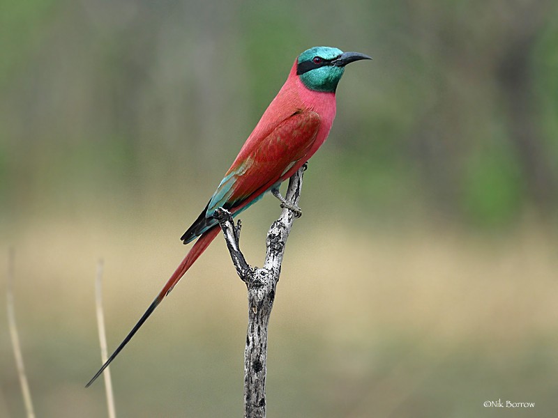 Northern Carmine Bee-eater - Nik Borrow