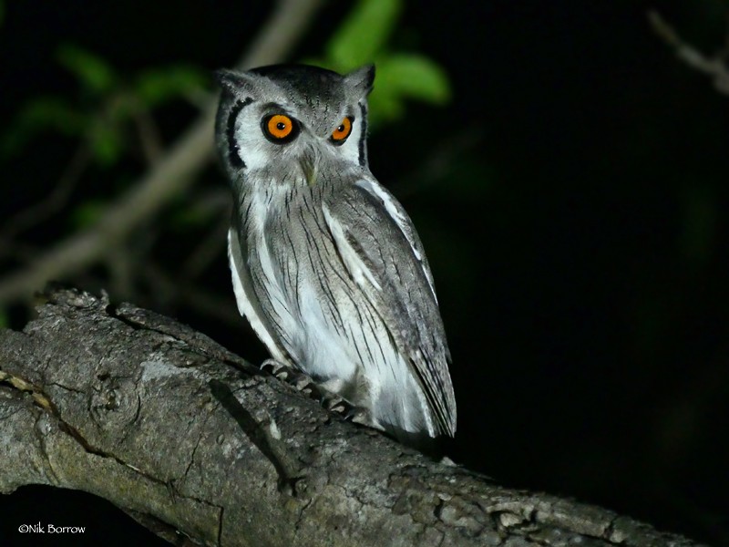 Northern White-faced Owl - ML205466741