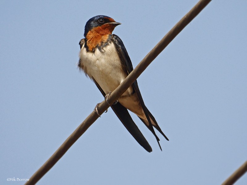 Red-chested Swallow - ML205466761